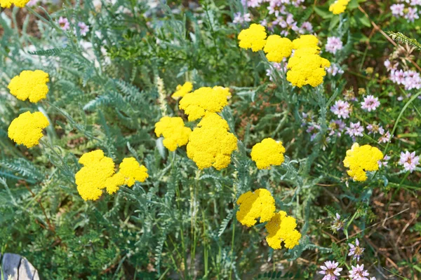 泉域的黄色的花 — 图库照片