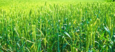 Buğday kulakları olan bir alana peyzaj 