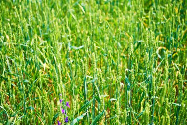 Buğday kulakları olan bir alana peyzaj 