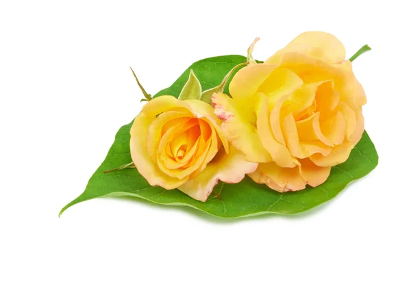Kwiat żółte róże — Zdjęcie stockowe