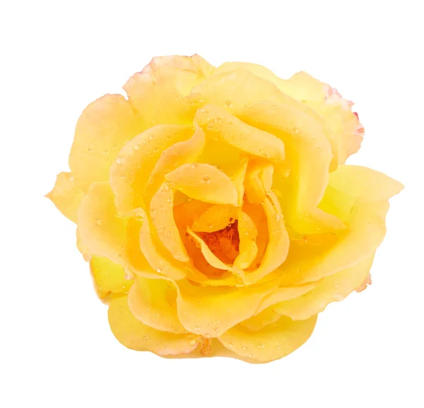 노란색 장미 꽃 — 스톡 사진