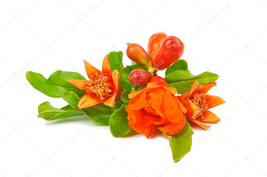 Flowers and Fruit on a pomegranate