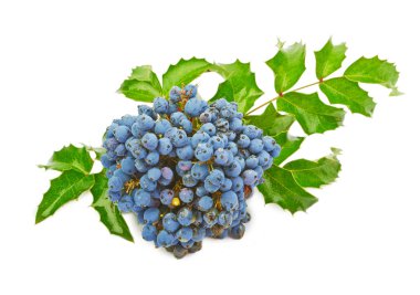 Blue berries of Oregon grape clipart