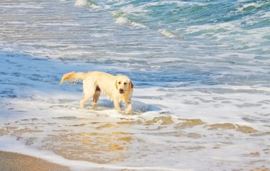 Labrador köpek, Karadeniz sahilinde