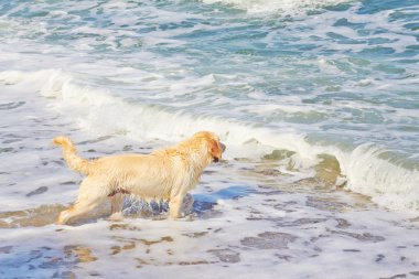 Labrador köpek, Karadeniz sahilinde