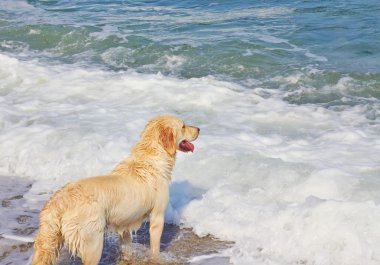 Labrador köpek, Karadeniz sahilinde