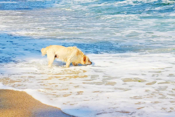 Cane Labrador sulla spiaggia nel Mar Nero — Foto Stock
