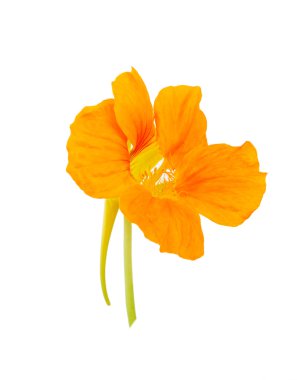 Nasturtium portakal çiçeği