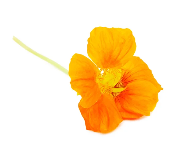 Nasturtium Orange blomma — Stockfoto