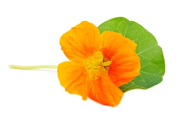 Nasturtium oranje bloem — Stockfoto