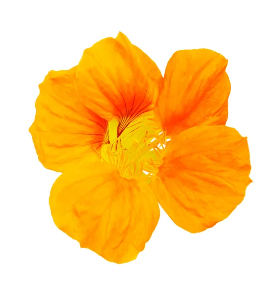 Настурція помаранчевий квітка — стокове фото