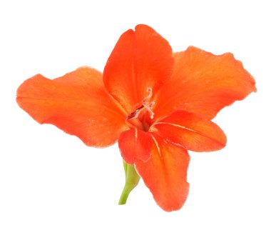 Glayöl çiçek lily izole