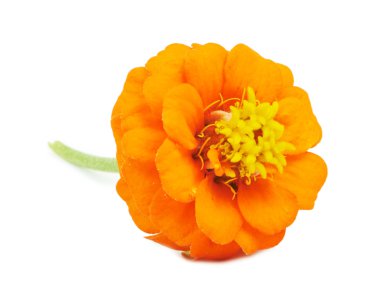 İzole güzel parlak çiçekler tsiniya