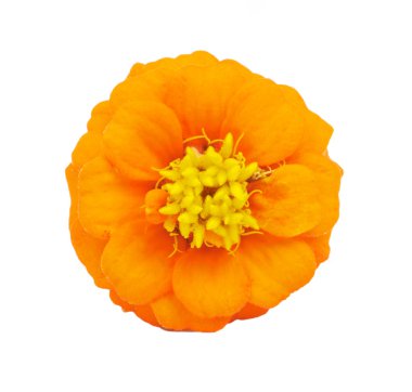 İzole güzel parlak çiçekler tsiniya