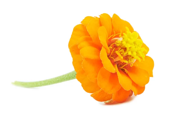Elszigetelt, gyönyörű fényes virágok tsiniya — Stock Fotó