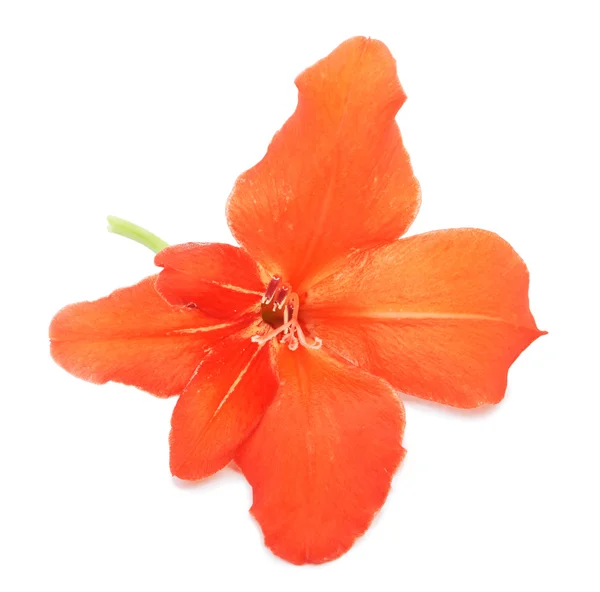 Gladiolen bloem lily geïsoleerd — Stockfoto