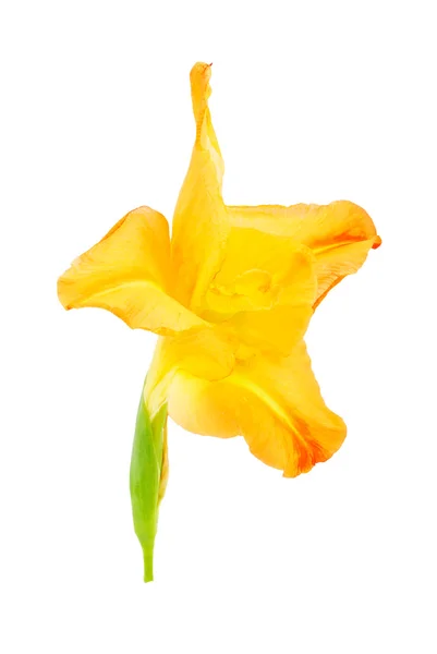 Gladiolen bloem lily geïsoleerd — Stockfoto