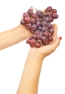 Büyük mavi üzüm demet 