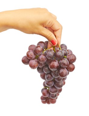 Büyük mavi üzüm demet 