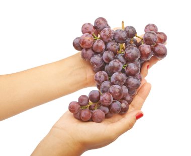 Büyük mavi üzüm demet 