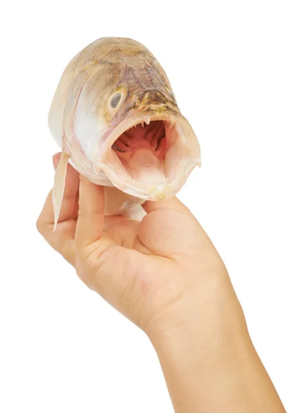 Men's hand holding the tail of a fish — Stock Photo, Image