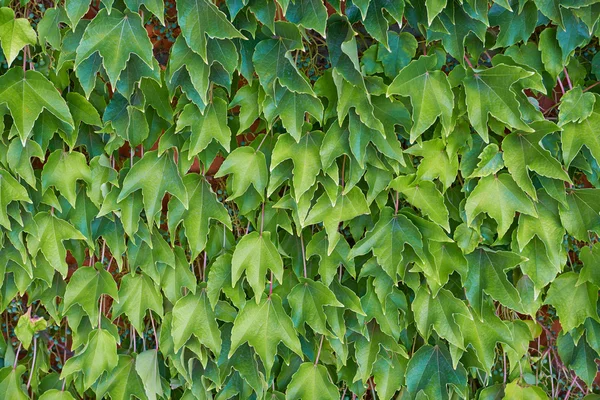 Bladeren wijngaard groene achtergrond — Stockfoto