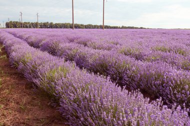 Lavanta çiçekleri tarlası