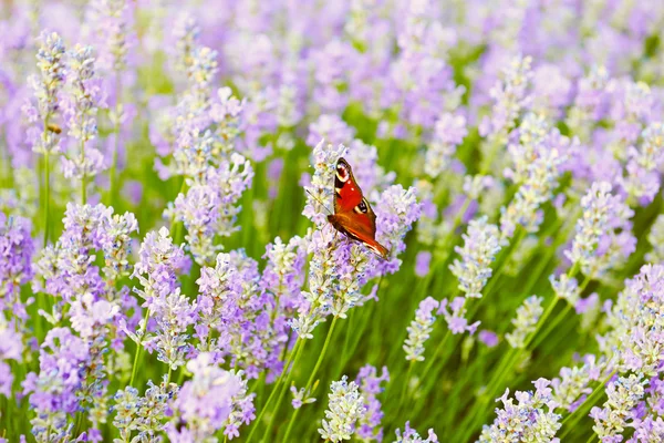 Borboleta em flores de lavanda — Fotografia de Stock