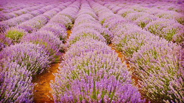 Field of lavender flowers — Stock Photo, Image