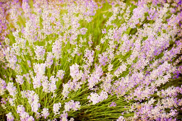 Campo de flores de lavanda — Fotografia de Stock