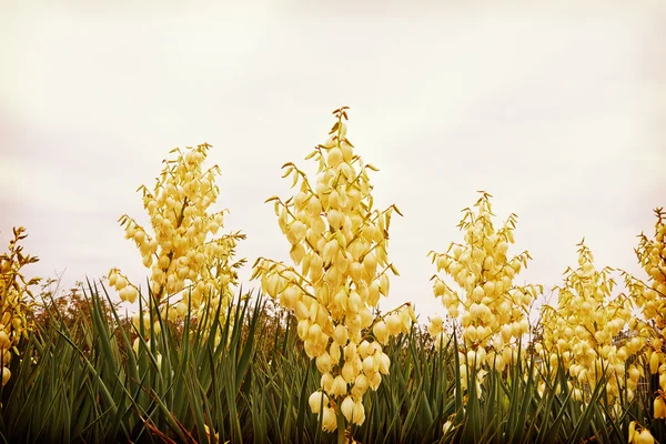 幸福の木ユッカの花 — ストック写真