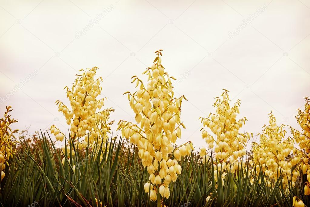 Yucca flower tree of happiness