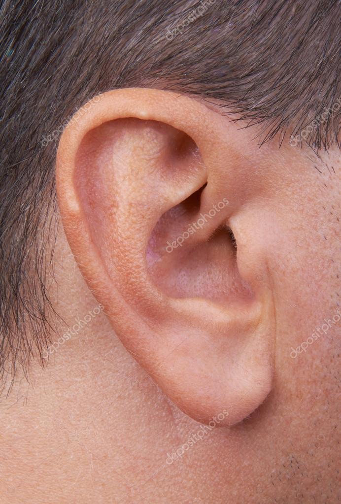 Closeup Of A Perfect Human Ear Stock Photo By C Marynka Closeup Of A Perfect Human Ear Stock Photo By C Marynka