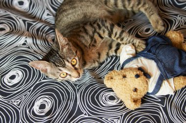 Halı üzerinde küçük tabby yavru kedi