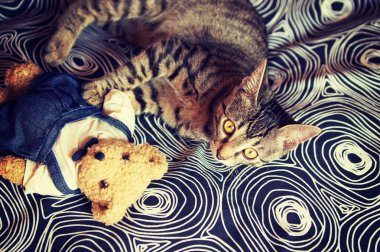 Halı üzerinde küçük tabby yavru kedi