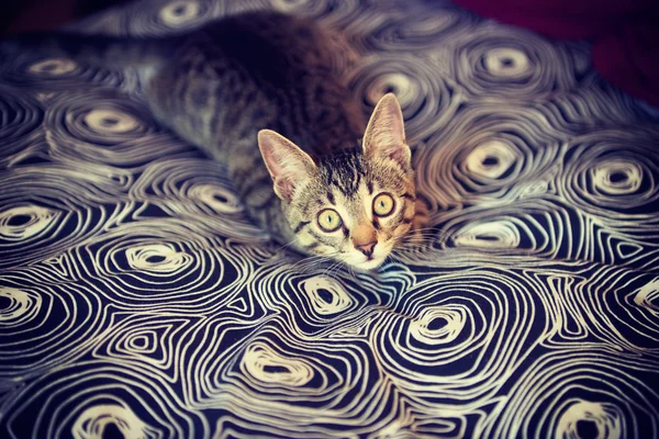 Little tabby kitten on the carpet — Stock Photo, Image