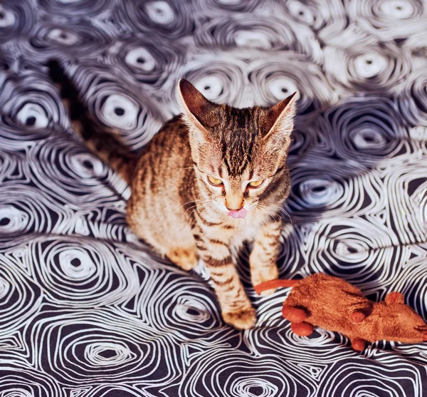 Halı üzerinde küçük tabby yavru kedi