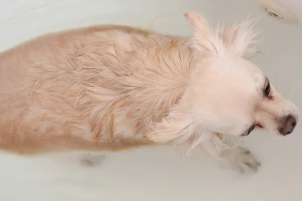 Chihuahua no banho — Fotografia de Stock