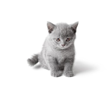 Mermer İngiliz yavru kedi