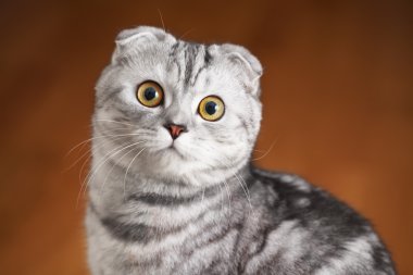 İngiliz kedi kamera izliyor
