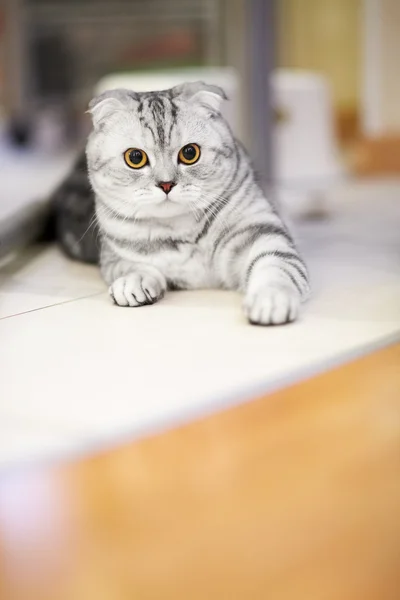 İngiliz kedi Carpe üzerinde yalan