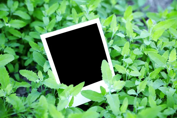 Foto instantánea en hierba verde — Foto de Stock