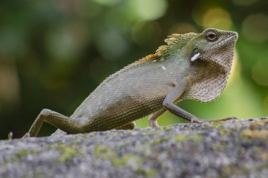 Uzun kuyruklu lemur yavrularını davet eder.