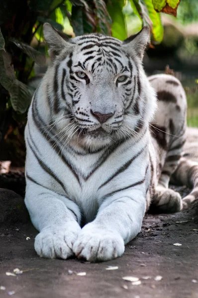 Weißer Benzal Tiger Einem Safaripark — Stockfoto