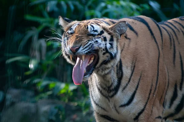 Bengáli Tigris Egy Szafari Parkban — Stock Fotó