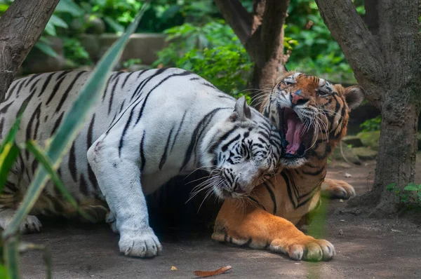 Fehér Tigris Játszik Barátjával Fehér Tigrisek Éjszakai Állatok Így Éjszaka — Stock Fotó