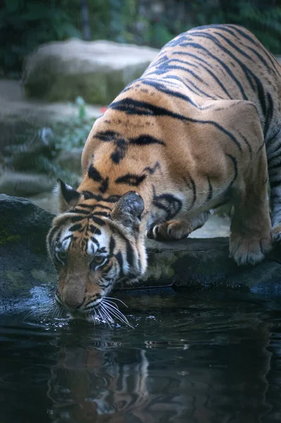 Бенгальский Тигр Пьющий Воду Сафари Парке — стоковое фото