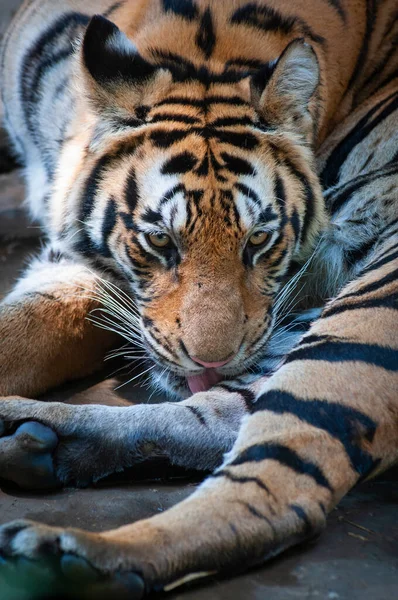 Der Bengalische Tiger Ruht — Stockfoto