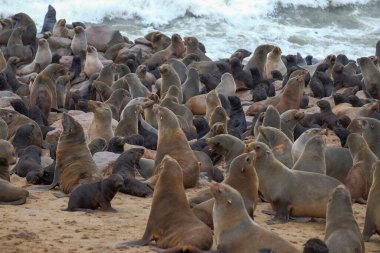Namibya 'daki deniz aslanı kolonisi