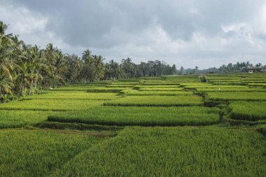 Pirinç tarlaları ve mavi gökyüzü, Ubud, Bali, Endonezya. Güzel yeşil pirinç tarlaları, doğal güzel tropikal arka plan. Pirinç tarlası, tarla, çeltik.